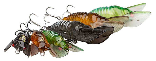 cicada-640.jpg cicada-640.jpg